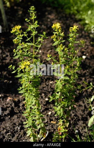 Small yellow flowers of imperforate St John s wort Guttiferae Hypericum maculatum Crantz Europe Asia Stock Photo