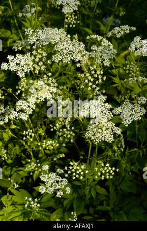 Small white flowers of chervil Umbelliferae or Apiaceae Chaerophyllum aromaticum Europe Stock Photo