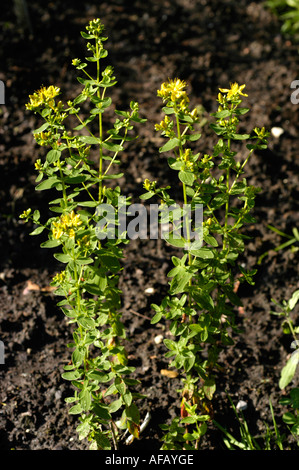 Small yellow flowers of imperforate St John s wort Guttiferae Hypericum maculatum Crantz Europe Asia Stock Photo