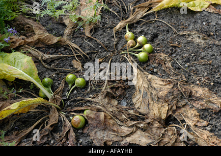 globular succulent berries of Mandrake Solanaceae Mandragora officinarum Mediteran Stock Photo