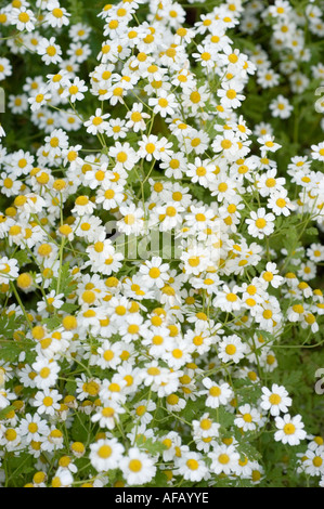 White flowers of Feverfew Compositae or Asteraceae Tanacetum parthenium. Dense cluster of daisy-like blooms with yellow centers and green foliage. Stock Photo