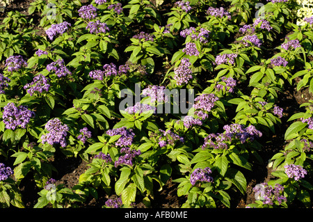 Blue violet flowers of Cherry Pie Heliotrope Turnsole Boraginaceae Heliotropium peruvianum Peru South America Stock Photo