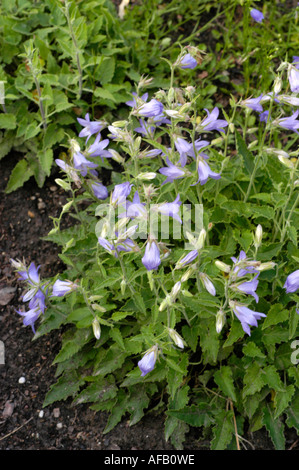 Blue flowers of Campanulaceae campanula sarmatica Caucasian range Stock Photo
