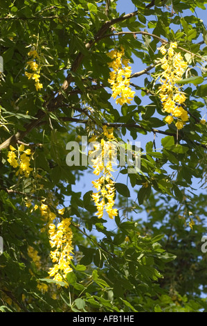 Yellow flowers on goldenchain or golden chain tree Laburnum x wateren Stock Photo