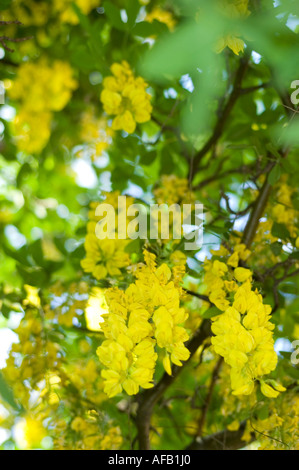 Yellow flowers on goldenchain or golden chain tree Laburnum x wateren Stock Photo