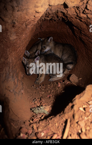 Red wolf den and pups (Canis rufus), captive breeding program