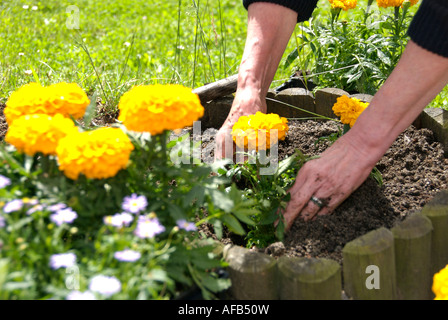 Gardener planting flowers Stock Photo