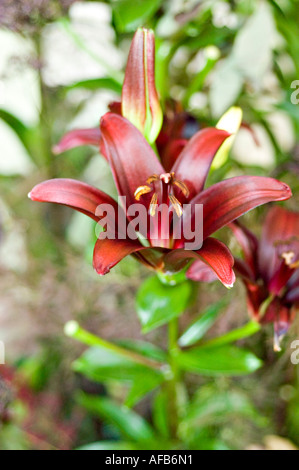 plant food for indoor plants Indoor Slow Release Fertilizer Pellets for Houseplants & Outdoor Pot Plants