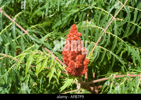 Staghorn Sumac Vinegar Tree Anacardiaceae Rhus typhina Stock Photo