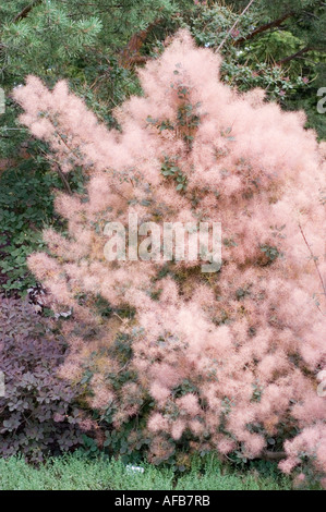 Pink smoke tree or smoketree Anacardiaceae Cotinus coggygria Royal ...