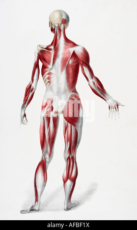 Back of the male human body showing muscles sinews and bones Stock Photo