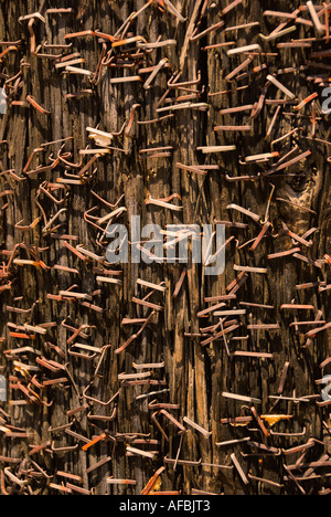 Rusted staples on Wood Post Stock Photo