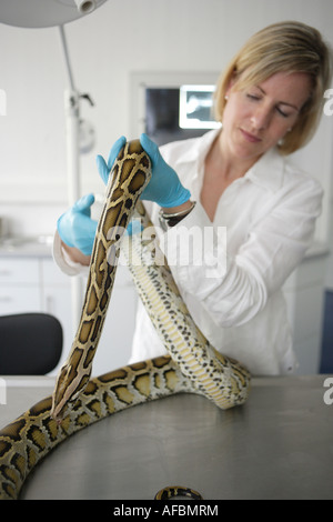 The zoo veterinary surgeon of the zoo Allwetterzoo Dr Sandra Silinski with a Python Stock Photo