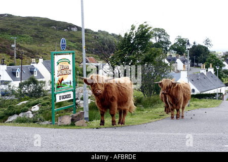 Highland cows in Plockton Scotland UK Stock Photo