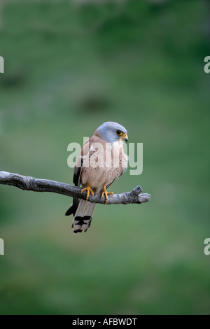 Lesser kestrel Falco naumanni Male Spain Stock Photo