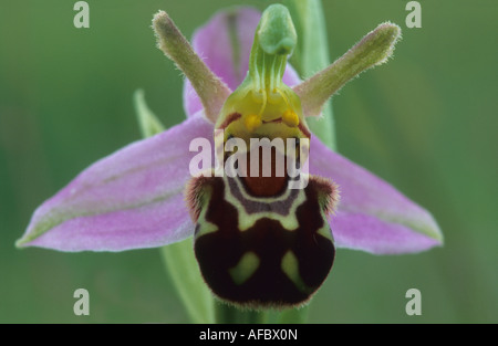 A close up of a bee orchid flower. Stock Photo