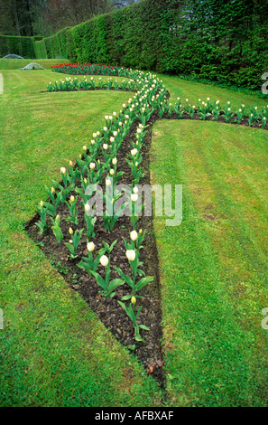 Tulip flower bed Jardins d Annevoie water gardens Belgium Stock Photo
