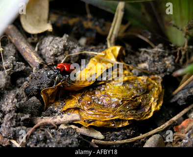Lily Leaf Beetle Lilioceris lilii Here seen on the ground in defence position Stock Photo