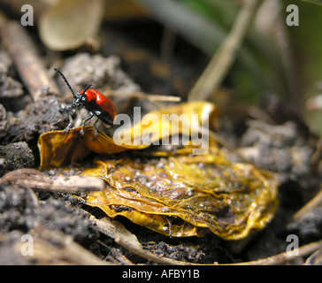 Lily Leaf Beetle Lilioceris lilii Here seen on the ground in defence position Stock Photo