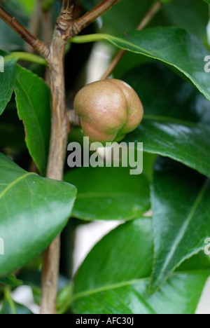 CULTIVATED CAMELIA SHRUB SHOWING FRUIT CONTAINING SEEDS IN GARDEN Stock Photo