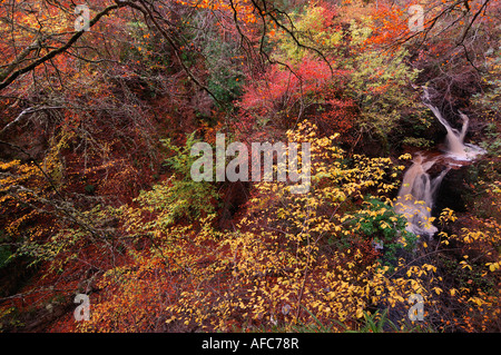 Vivid red autumn colours in a variety of trees around a waterfall with a feeling of dense jungle Stock Photo