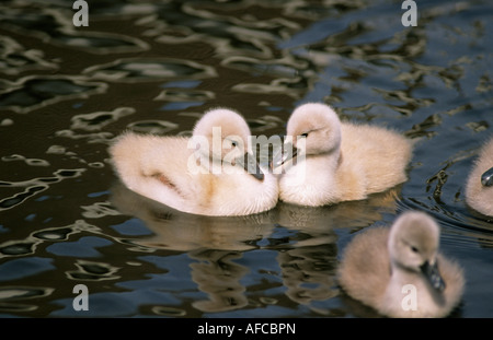 Netherlands Graveland Mute swan ducklings Cygnus olor Stock Photo