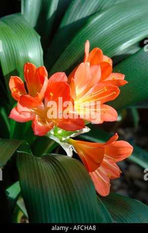 Clivia plant with orange flowers and green leaves in sunlight Stock Photo