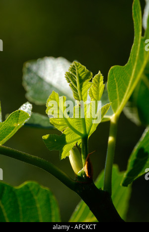 Latin Ficus carica Common Fig Tree Brown Turkey Fig Detail images of the leaves Stock Photo