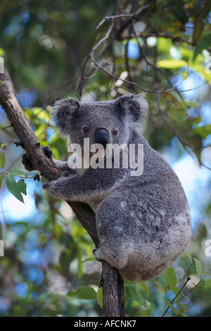 Koala, Port Macquarie Koala Hospital, Port Macquarie, New South Wales, NSW, Australia Stock Photo