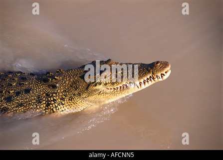 Saltwater Crocodile, Adelaide River NT, Australia Stock Photo