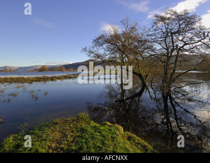 Trees line the invisible banks of the flooded River Lochay near Killin Perthshire Scotland UK Stock Photo