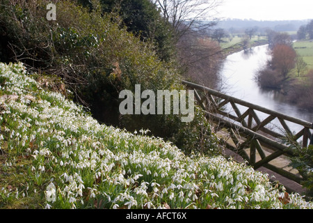 Snowdrops and the River Wye at the National Trust Weir Garden in Herefordshire Stock Photo