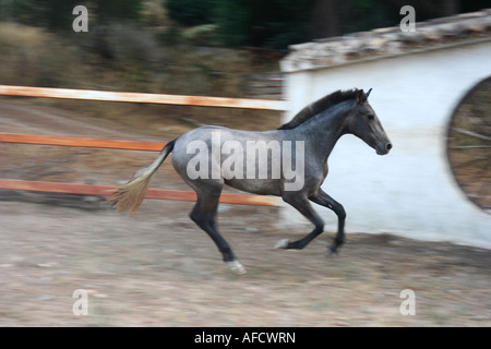 Pan shot of a filly galloping Stock Photo