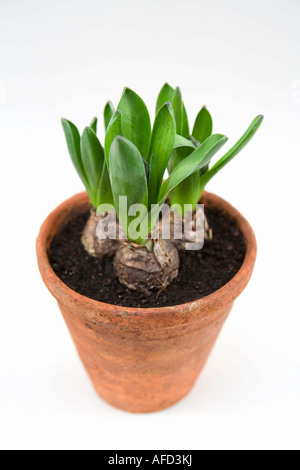 Hyacinth bulbs in a clay with new shoots growing Stock Photo