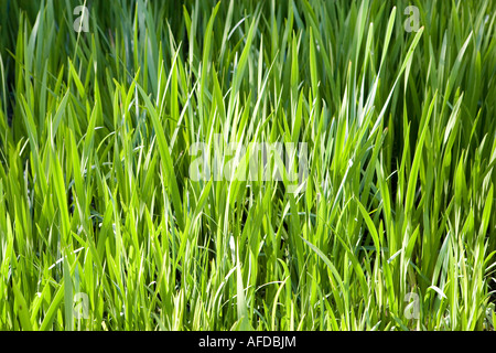 Close up of blades of grass Stock Photo