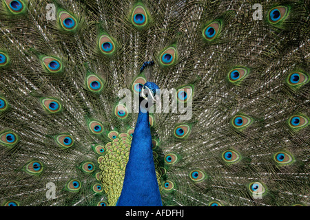 Peafowl Pavo cristatus Dorset Male Stock Photo