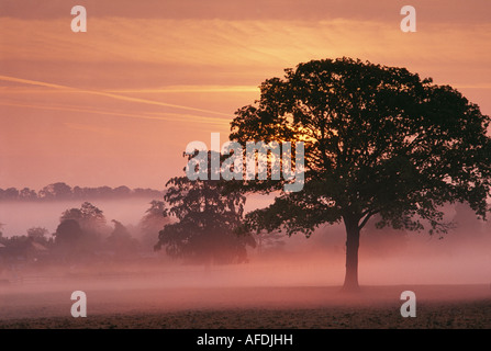 misty dawn nr Milborne Port, near Sherborne, Dorset, England, UK Stock Photo