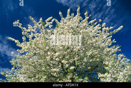 wild cherry tree in blossom, Dorset, England, UK Stock Photo