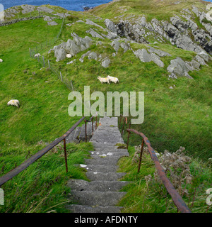 Sheep feeding at Torr Head Co Antrim Northern Ireland Stock Photo