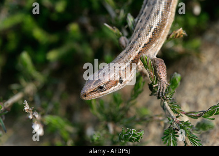 Common Lizard Lacerta vivipara Dorset Stock Photo - Alamy