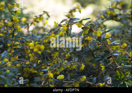 Berberis candidula barberry pepperidge bush Stock Photo