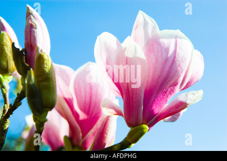 Close up shot of a Magnolia flower with a sky background Stock Photo