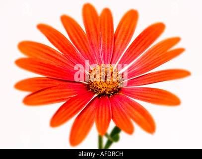 Osteospermum orange daisy white background Stock Photo