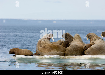 Group of female walrus with babies on pack ice. The animals use ice as a base to feed from until it melts in late July. Stock Photo