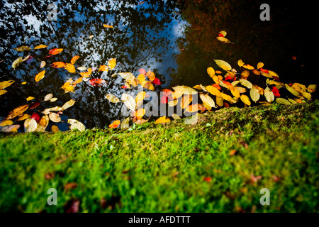 Autumn leaves floating on a garden pond in October. Stock Photo