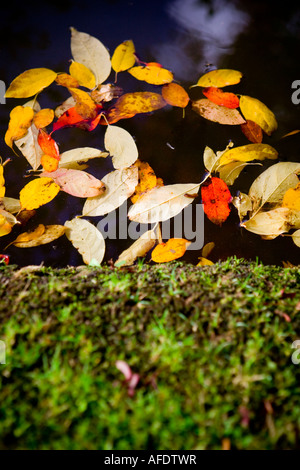 Autumn leaves floating on a garden pond in October. Stock Photo