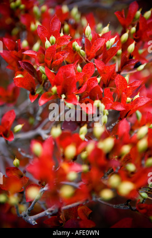 Red autumn foliage and flowers Stock Photo