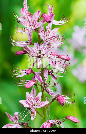 Burning bush Dictamnus or Flowers of Burning bush (Dictamnus albus) blooming. Burning bush is a very rare plant Stock Photo