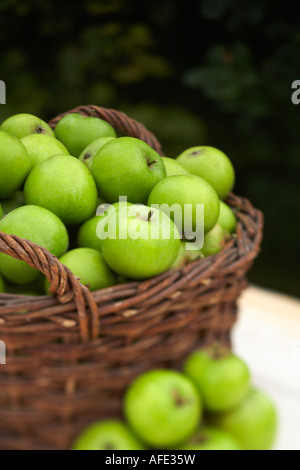 Basket of Bramley Green Cooking Apple Apples Malus Domestica Outside Autumn Stock Photo