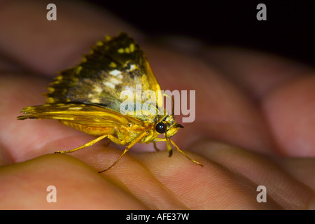 Grizzled Skipper butterfly on man's hand Stock Photo